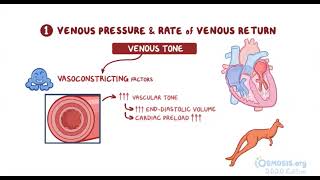 Cardiac Preload  Osmosis [upl. by Allenotna]