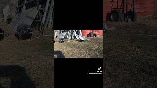 Ducks playing with a light duty ratchet strap 🤣 duck ducks funnyanimals funnyvideo [upl. by Breeze698]