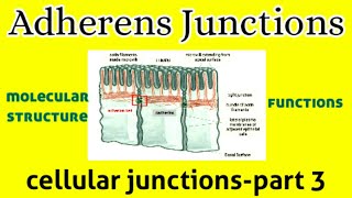 Molecular Structure amp Functions of Adherens Junctions  Cell Junction  AM Biologie Notes [upl. by Nilrah532]