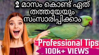 parrot training to talk malayalammalayalam talking parrotഇനി വെറും രണ്ട് മാസംകൊണ്ട്parrotmalayalm [upl. by Pascoe]