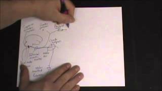 Gross Anatomy  Autonomic Nervous System  Head amp Neck Sympathetic and Parasympathetic Pathways [upl. by Hieronymus]