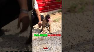 🔥 K9 Warrior Belgian Malinois dog dogtraining k9germanshepherd pets puppy [upl. by Lehmann]