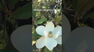 Southern Magnolia Flower [upl. by Siskind]