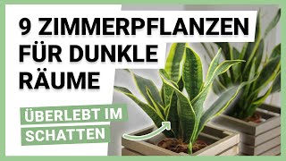 9 Zimmerpflanzen für dunkle Räume [upl. by Antoinette]