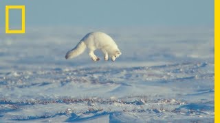 The Unsung Heroes of the Arctic  Ep 3  Wildlife The Big Freeze [upl. by Eltotsira]