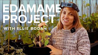 Pure Line Seeds Introduces Edamame Breeding [upl. by Akieluz10]