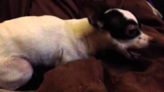 Chihuahua breathing problems please help [upl. by Jovita]