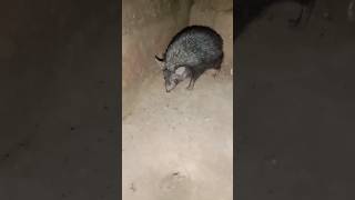 spiny anteater and duck billed platypus  spiny anteater in hindi  spniy anteater lay eggs video [upl. by Wiersma651]