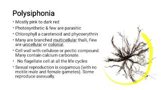 Algae Part 7 Polysiphonia Botany [upl. by Menis646]