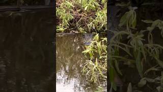 🐊 🚤 ALLIGATOR IN BOGGY CREEK AIRBOAT RIDE Oscealo FL shorts alligator boat [upl. by Ainotahs]