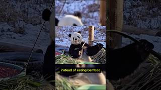 Panda Copies Humans—You Have to See This [upl. by Louanne522]