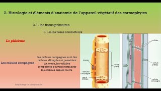 Biologie végétale S2 les cormophytes partie3 les tissus conducteurs [upl. by Lednor]