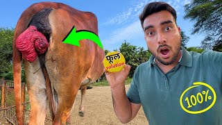 JAMUNA Gaay ke liye Phool ki💊Davaai aa gyi PROLAPSE SOLUTION🐄 [upl. by Ykcaj]