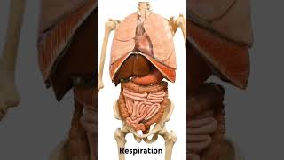 RespirationInternal Organs Movement  Anatomyofrepiration LungsliverHeart [upl. by Sucramat]