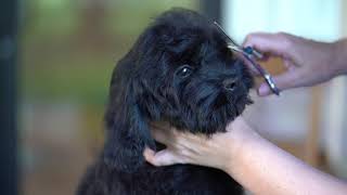 Cockapoo Puppy First Groom and Ducklings [upl. by Hoseia]