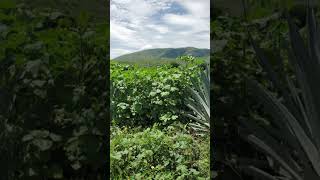 Fitosanidad agaves en septiembre Malezas shortvideo [upl. by Gwenni]