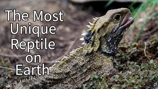 The Tuatara The Most Unique Reptile on Earth [upl. by Hynda892]