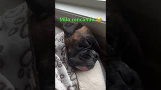 Milo roncando 😂viralvideo funny funnyshorts lovedog pets shortvideo shorts shortsviral [upl. by Dorisa981]