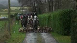 Bray Harriers  Hunting in Ireland [upl. by Sivartal]