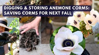 How I Dig amp Store Anemone Corms Indoors ranunculus corms too [upl. by Winnah]