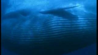 La Baleine bleue la merveille des oceans  The Blue Whale the wonder of the oceans [upl. by Aedrahs530]