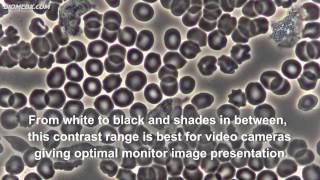 Biomedx Sample Microscope Imaging [upl. by Namlak]