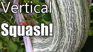 Grow Large Winter Squash Vertically on Trellises Butternut Acorn Cushaw [upl. by Akenehs]