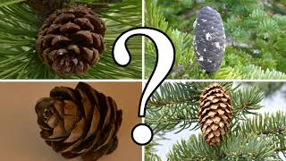 HOW TO DISTINGUISH BETWEEN PINE SPRUCE FIR and LARCH  CONIFER ID [upl. by Nekcarb]