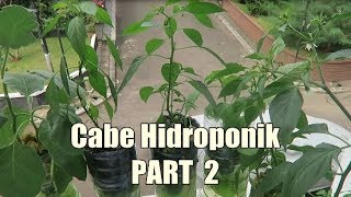 Cabe Hidroponik Bagian 2 Cabe Tomat Seledri Terong [upl. by Erodaeht]