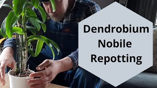 Repotting Dendrobium Nobile Dendrobium Orchid Care [upl. by Herminia962]