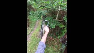 Billy opening gates what a good horse gate bridleway horseriding [upl. by Anohsal]