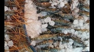 Shrimp market there are different type of Shrimp Prawn Crayfish [upl. by Eamaj]