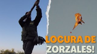 LOCURA DE ZORZALES⚠️ ESPECTACULAR TIRADA‼️ [upl. by Cibis]