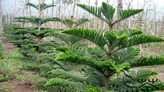 How to prune Araucaria heterophylla  How to care Araucaria plant amp Norfolk Island pine [upl. by Adnuhsed]