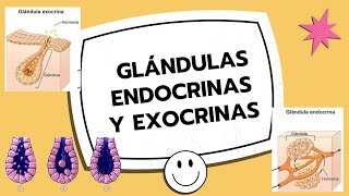 ✅GLÁNDULAS ENDOCRINAS Y EXOCRINAS 🔬 pancreas parotida submaxilar tiroides histology [upl. by Kassia]