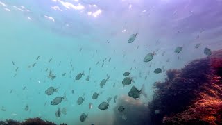 Explore Sesimbra Bay A Snorkeling Paradise near Lisbon Portugal [upl. by Lihp63]