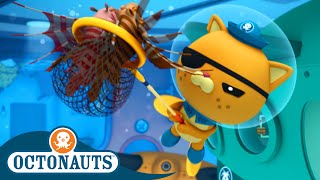 Octonauts  🕸️ Chasing Lionfish 🐠  Season 2  Best Bits [upl. by Ayrad536]