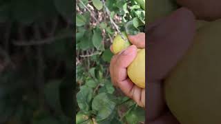 nimbu ka ped mini  lemon shorts video [upl. by Dream]