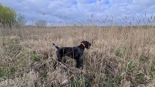 Deutsch Drahthaar  Jagdhunde  Hunting dog spring trainingPheasant [upl. by Alvan]