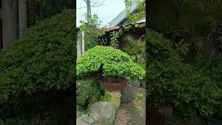 Ficus Balete Linn Bonsai [upl. by Pradeep785]