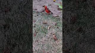 Vibrant Visits The Life of a Male Cardinal birds cardinal birdspecies [upl. by Crane]