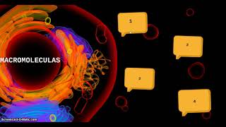 MACROMOLECULAS SINTETICAS Y NATURALES [upl. by Stav809]