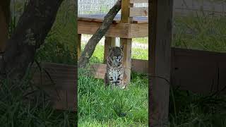 Sleepy Lovey Bobcat [upl. by Oyek]