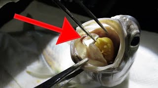 WORST Invasive Parasites Found in Fish [upl. by Bobbye424]