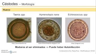 Clasificación y morfología de los Céstodos [upl. by Sherry98]