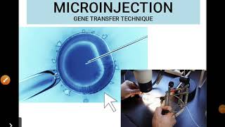 Microinjection Technique for gene insertion Animal Biotechnology [upl. by Dorothee]