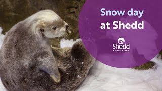 Otter Snow Day at Shedd [upl. by Sigsmond]