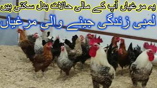 Fayoumi chickens  Life History of Fayoumi Chickens  Free Range Chicken Breed  Wild Roosters [upl. by Cira]