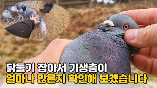 공원 비둘기 잡아서 기생충이 얼마나 많은지 확인해 보았습니다 [upl. by Nnylrats]