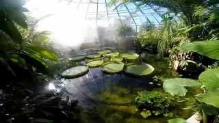 A visit to the Tropical Greenhouse at Uppsala University [upl. by Tedie703]